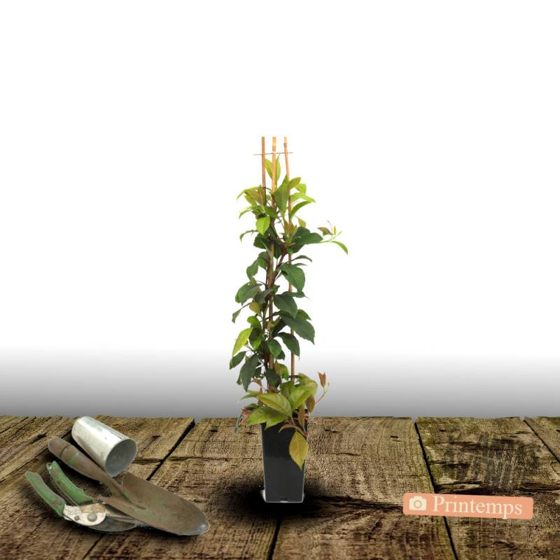Hortensia grimpant SEMIOLA® 'inovalaur' à fleurs Blanche - feuillage Persistant - Pot de 1,5L - Tuteur bambou 30/60 cm- hauteur à maturité De 1,50 m - Image 7
