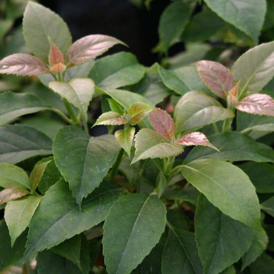 Hortensia grimpant SEMIOLA® 'inovalaur' à fleurs Blanche - feuillage Persistant - Pot de 1,5L - Tuteur bambou 30/60 cm- hauteur à maturité De 1,50 m - Image 2