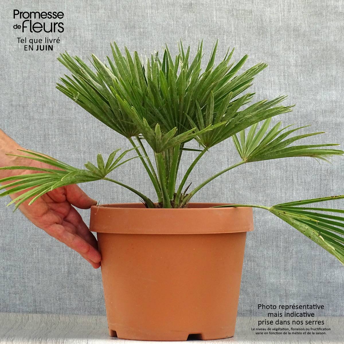 Chamaerops humilis Vulcano - Palmier nain Pot de 6L/7L - Image 2