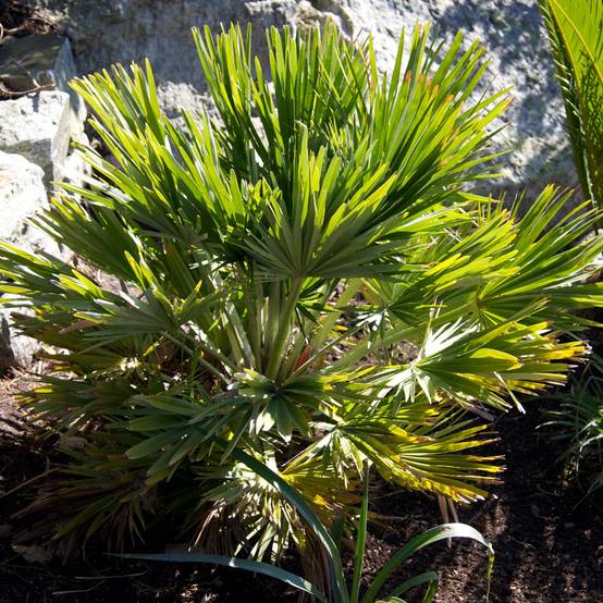 Chamaerops humilis Vulcano - Palmier nain Pot de 6L/7L - Image 1