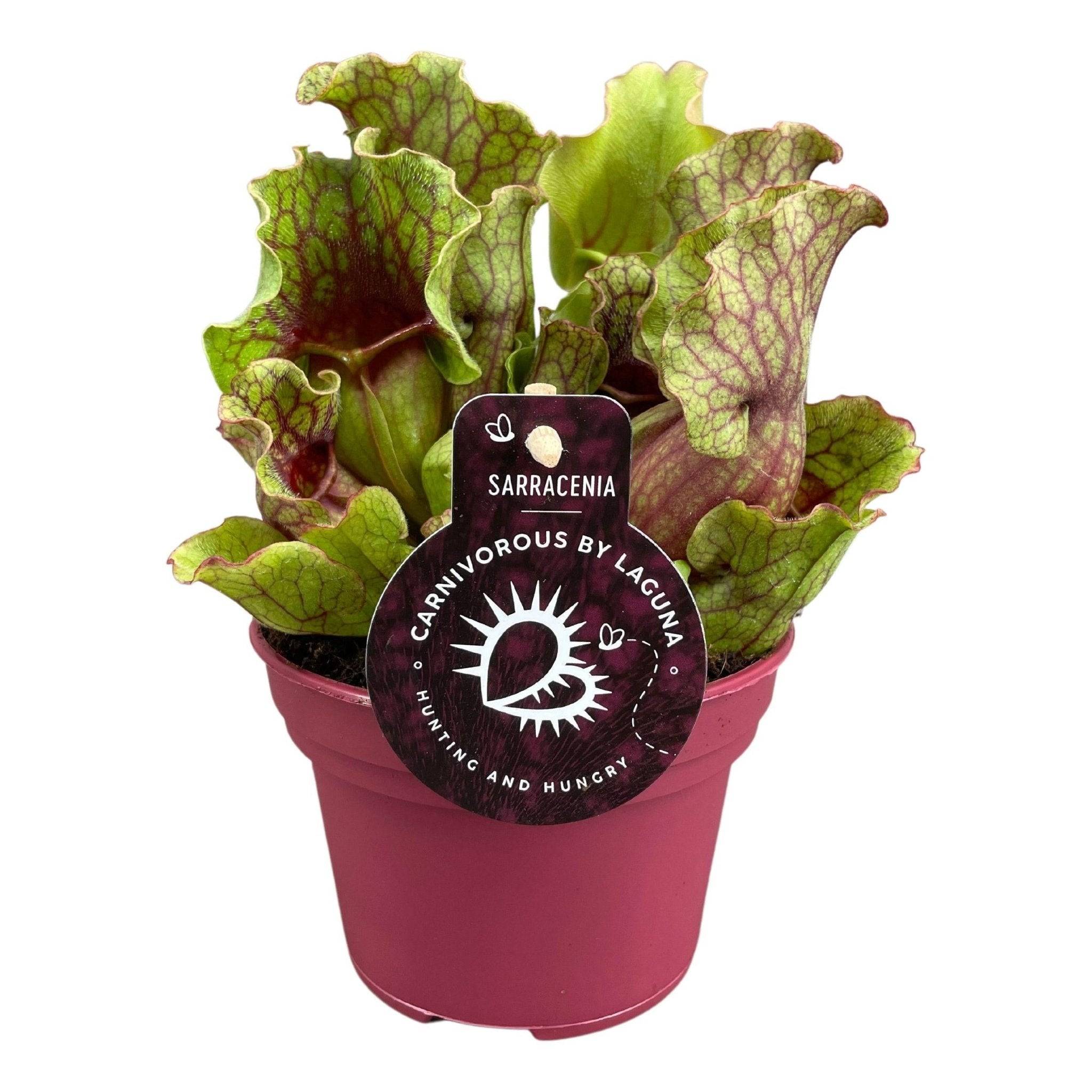 Sarracenia Clementina 20cm - Plante d'intérieur- La Green Touch - Image 1