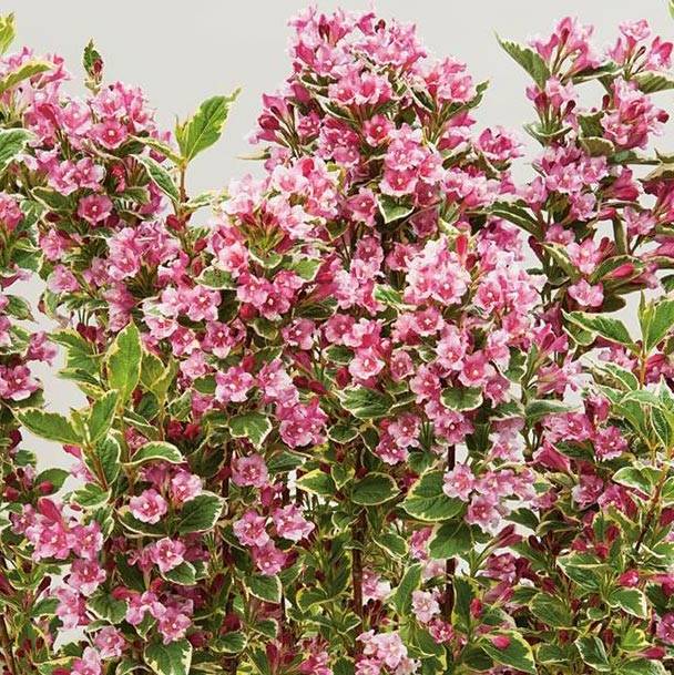 Weigela Kosteriana Variegata - Weigelia Kosteriana Variegata Pot de 2L/3L - Image 1