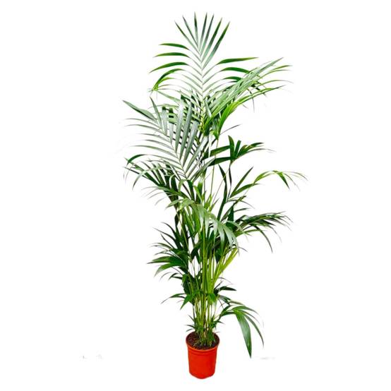 Kentia Palm - D24 H200cm