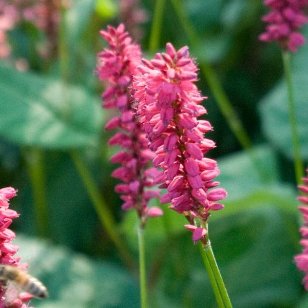 Renouée - Persicaria amplexicaulis Taurus Godet de 8/9 cm