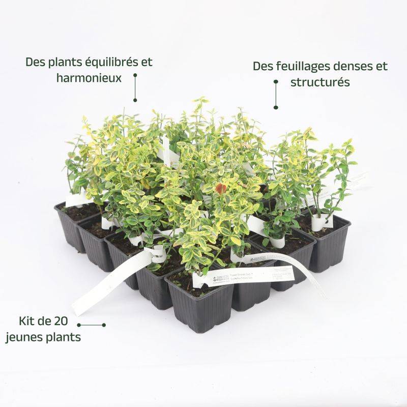 20 Fusains Emerald 'Gold' (Euonymus Fortunei 'Gold') - Haie Fusain Gold -  - Pépinières Naudet - Image 4
