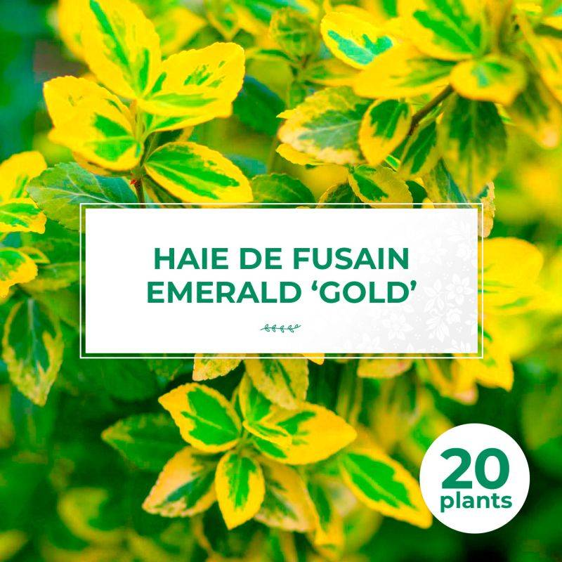 20 Fusains Emerald 'Gold' (Euonymus Fortunei 'Gold') - Haie Fusain Gold -  - Pépinières Naudet - Image 1
