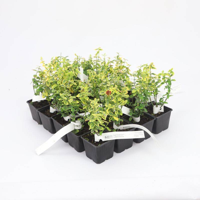 20 Fusains Emerald 'Gold' (Euonymus Fortunei 'Gold') - Haie Fusain Gold -  - Pépinières Naudet - Image 3
