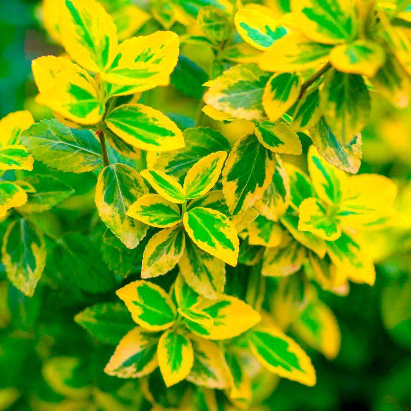 20 Fusains Emerald 'Gold' (Euonymus Fortunei 'Gold') - Haie Fusain Gold -  - Pépinières Naudet - Image 2