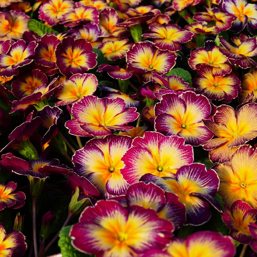 Promesse de Fleurs - Primevère Rambo F1 Purple Flame - Primula acaulis Mini-motte Ø 1,5/2,5 cm (par 5)