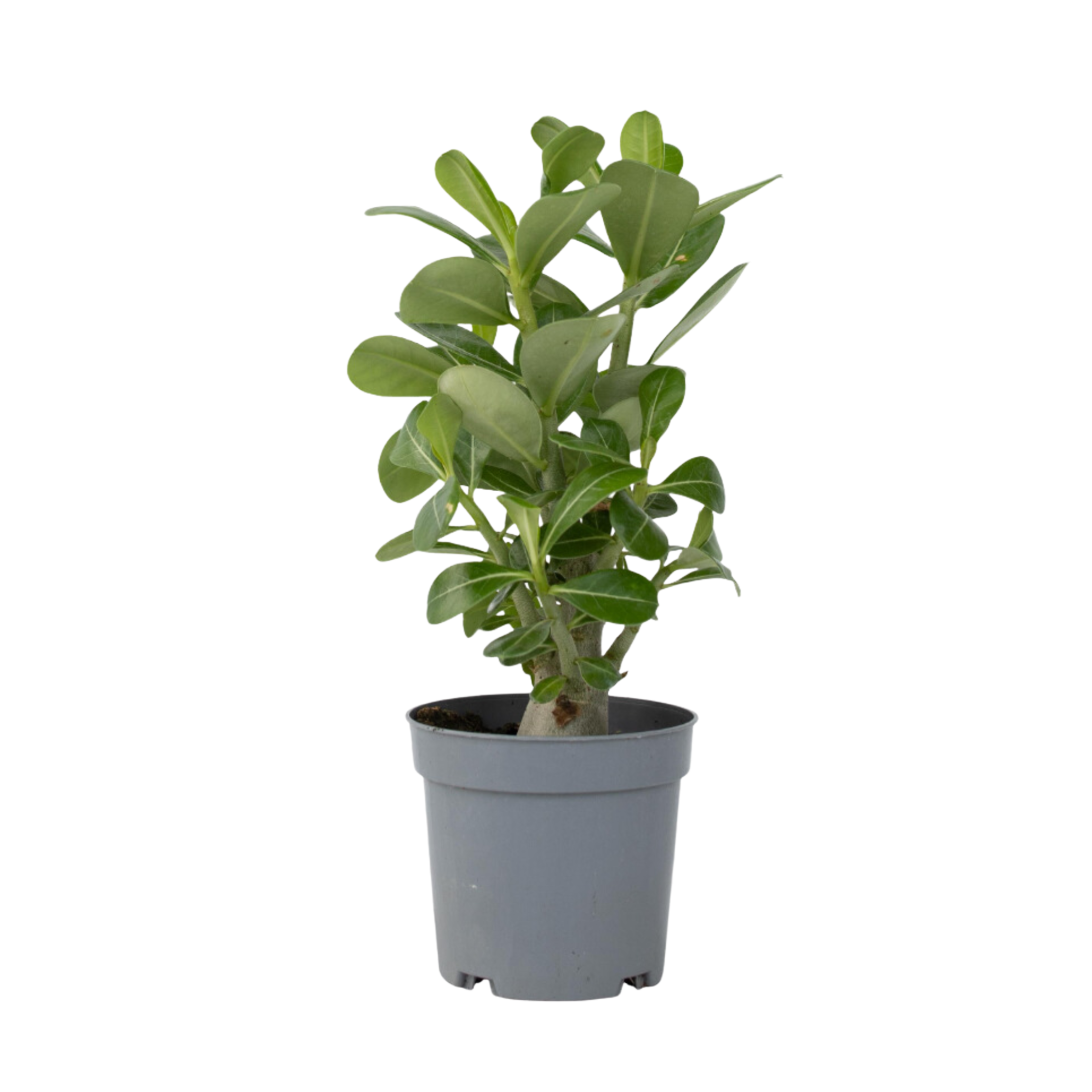 Rose du désert - Adenium obesum - Hauteur 25-40cm - ⌀10,5cm - Image 1