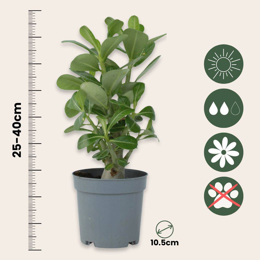 Rose du désert - Adenium obesum - Hauteur 25-40cm - ⌀10,5cm - Image 6