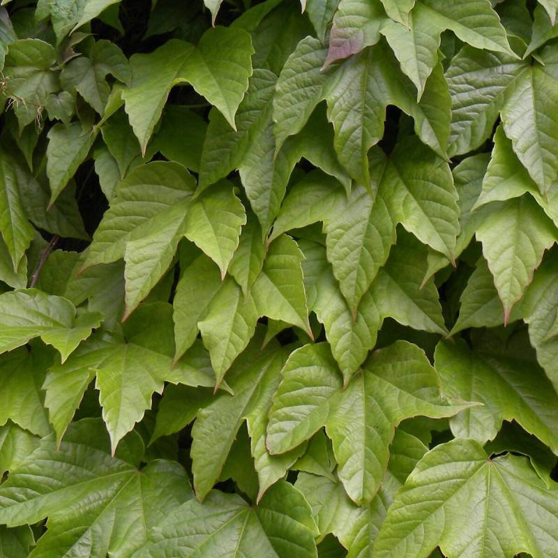 Vigne Vierge veitchii Robusta - Godet - 5/20 cm - Image 1
