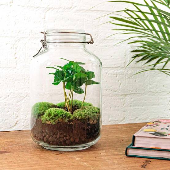 Terrarium à composer bocal en verre recyclé - Ø18-H28cm - sans outils - caféier - Terrarium DIY - Image 2