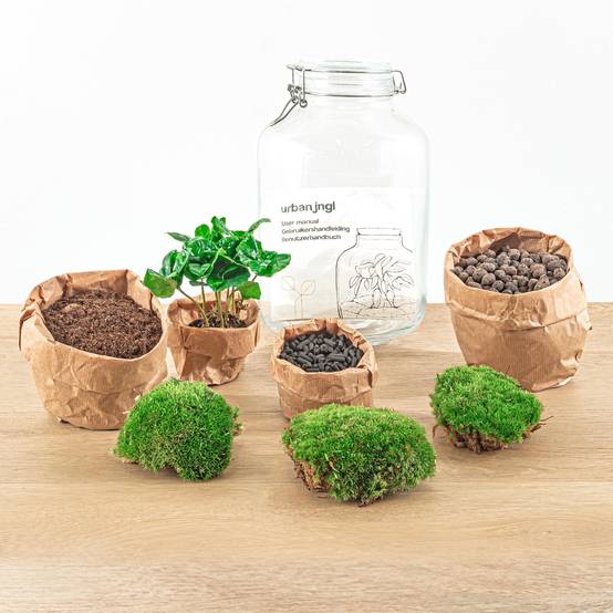 Terrarium à composer bocal en verre recyclé - Ø18-H28cm - sans outils - caféier - Terrarium DIY - Image 3