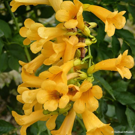 Bignone Golden Trumpet - Campsis x tagliabuana Pot de 3L/4L