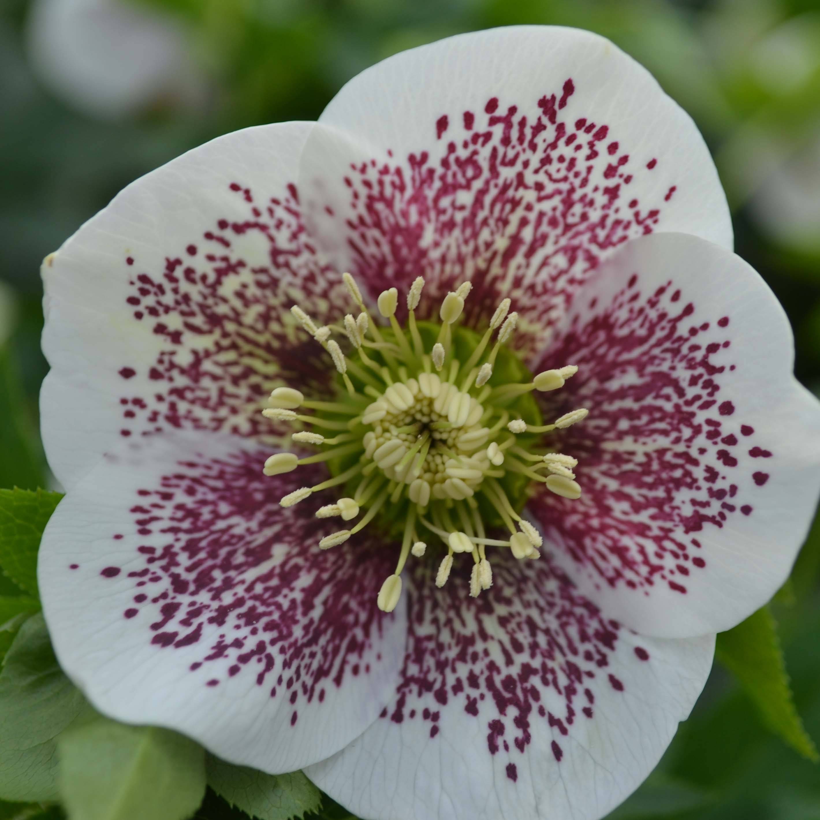 Promesse de Fleurs - Hellébore orientale Blanc guttatus Pot de 2L/3L