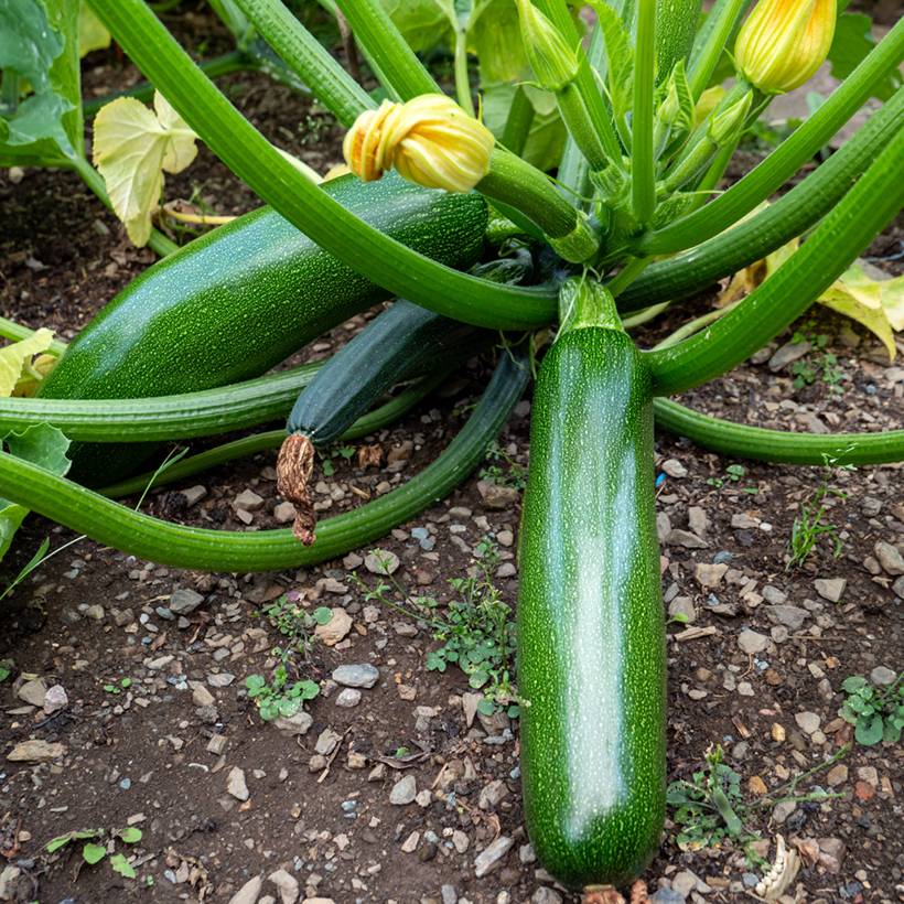 Courgette Kimber F1 en plants GREFFES  Mini-motte Ø 3/4 cm, Plant greffé de 5 à 10 cm de haut (par 2)