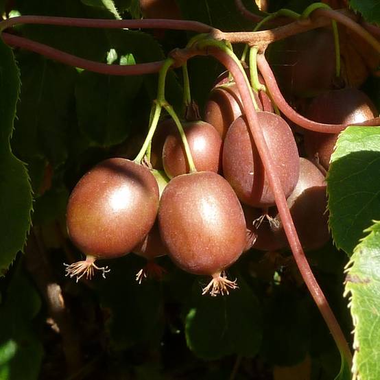 Kiwi arguta Purpurea (femelle) - Kiwaï Pot de 2L/3L