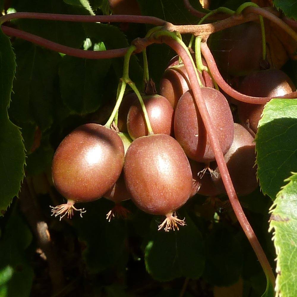 Kiwi arguta Purpurea (femelle) - Kiwaï Pot de 2L/3L