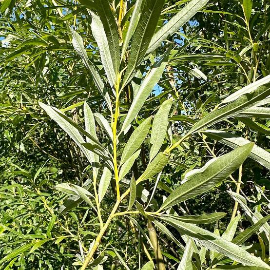 Saule des vanniers, Salix à fleurs Blanche - feuillage Caduc - Pot de 5L - Touffe- hauteur à maturité De 3,00 m à 5,00 m - Image 1