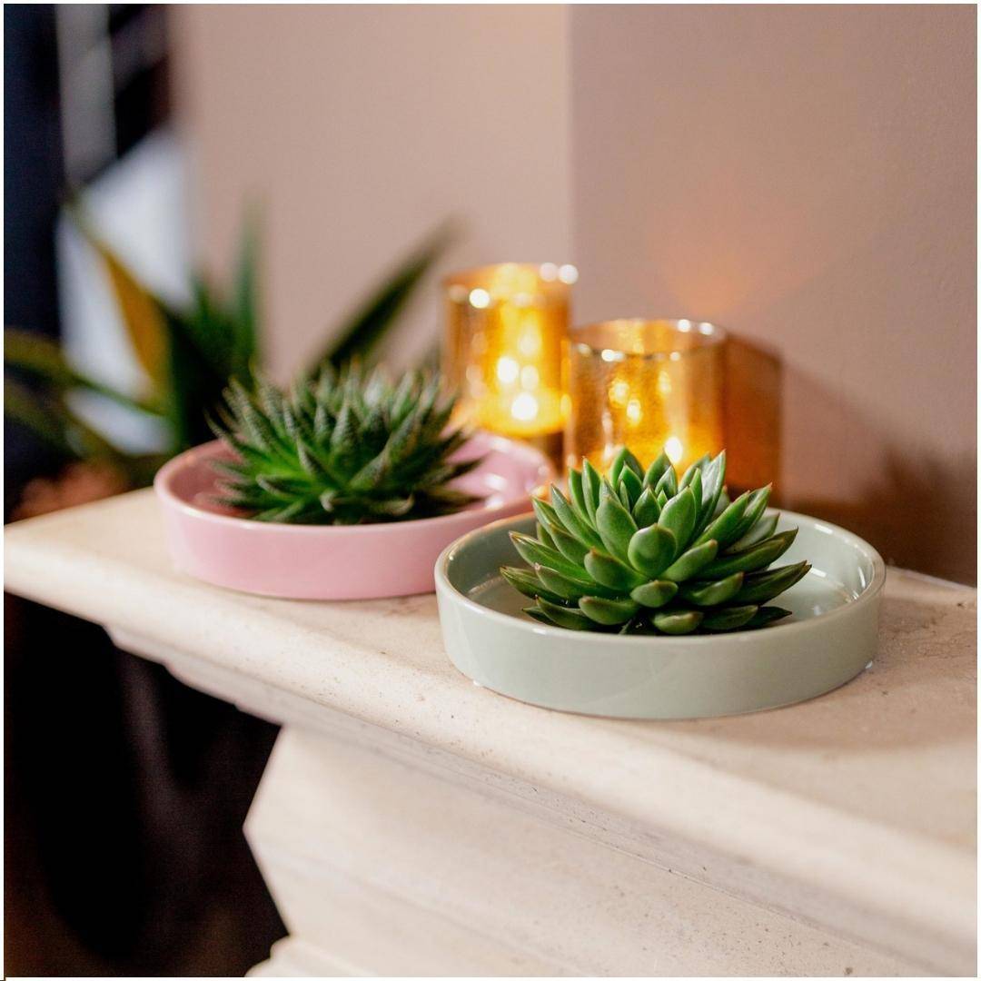 Echeveria Pulidonis Sans Racines en Coupe- La Green Touch - Image 2