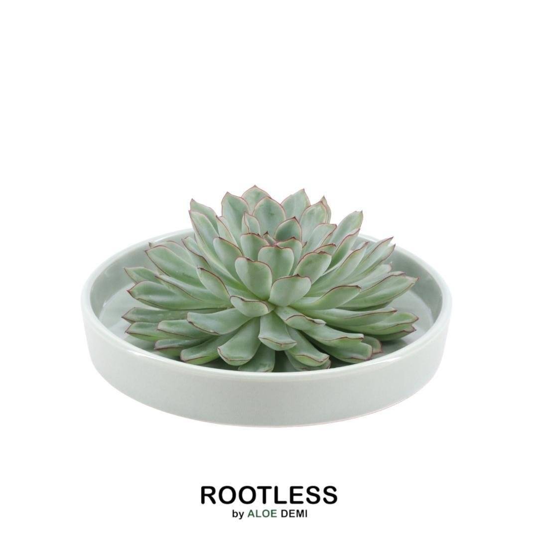 Echeveria Pulidonis Sans Racines en Coupe- La Green Touch - Image 1
