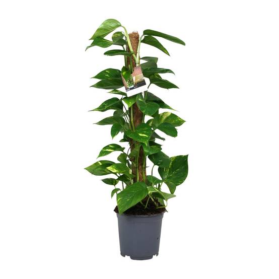 Scindapsus Epipremnum - Ø19cm - ↕80cm - Plantes d'intérieur - Image 1