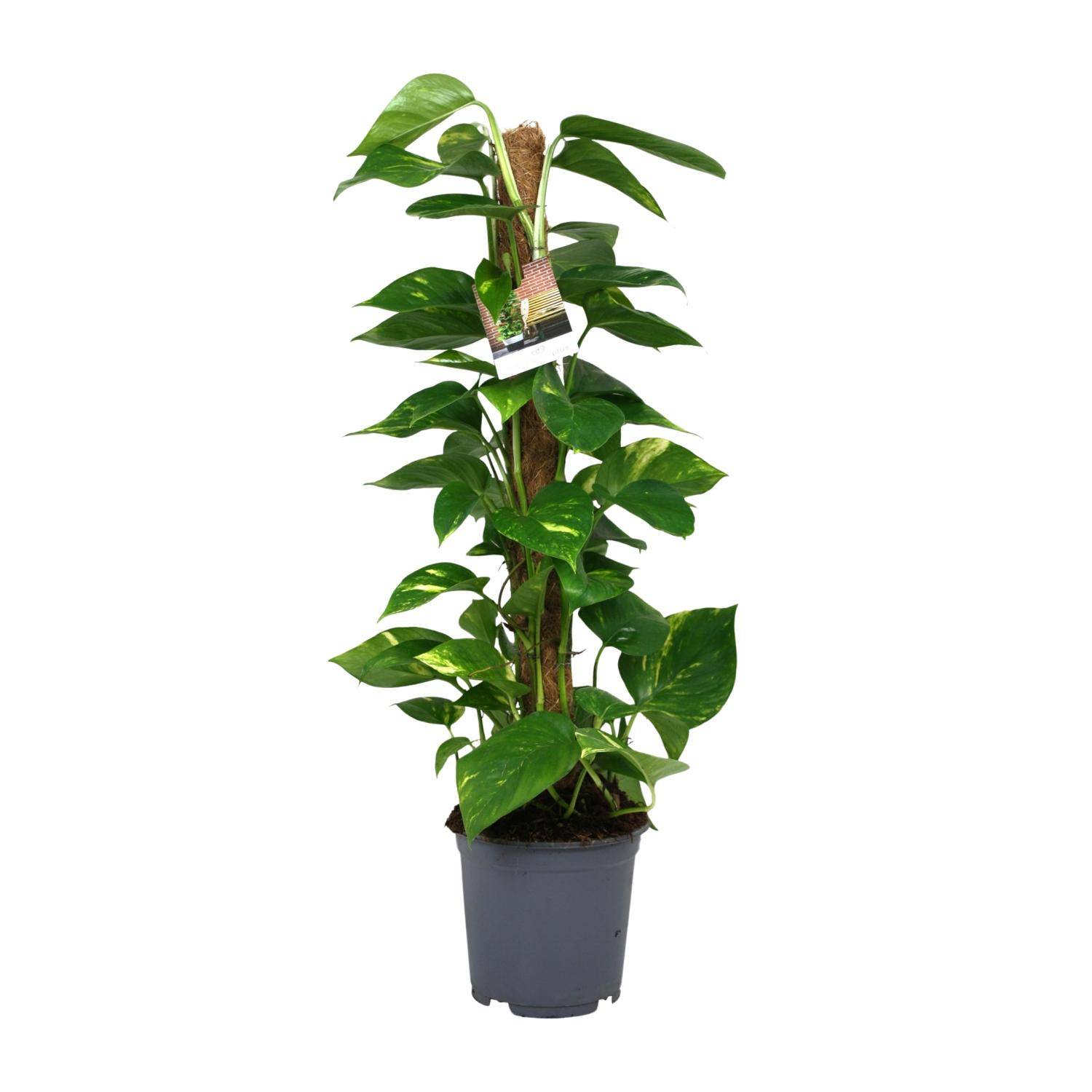 Scindapsus Epipremnum - Ø19cm - ↕80cm - Plantes d'intérieur - Image 1