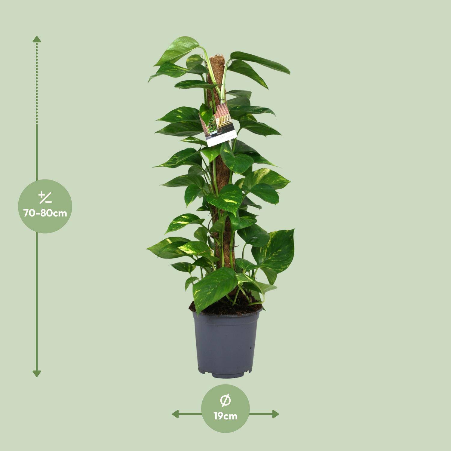 Scindapsus Epipremnum - Ø19cm - ↕80cm - Plantes d'intérieur - Image 2