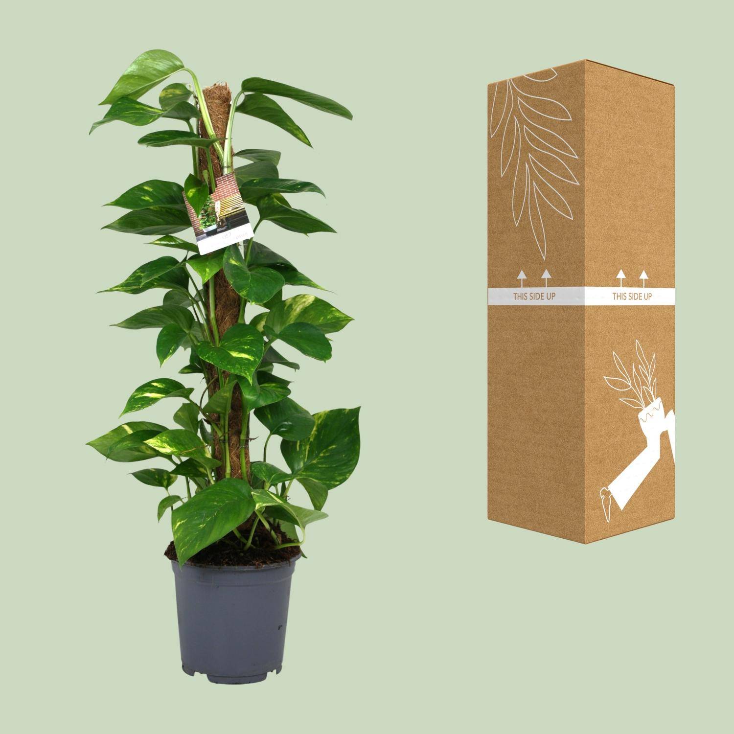 Scindapsus Epipremnum - Ø19cm - ↕80cm - Plantes d'intérieur - Image 3