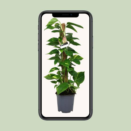 Scindapsus Epipremnum - Ø19cm - ↕80cm - Plantes d'intérieur - Image 4