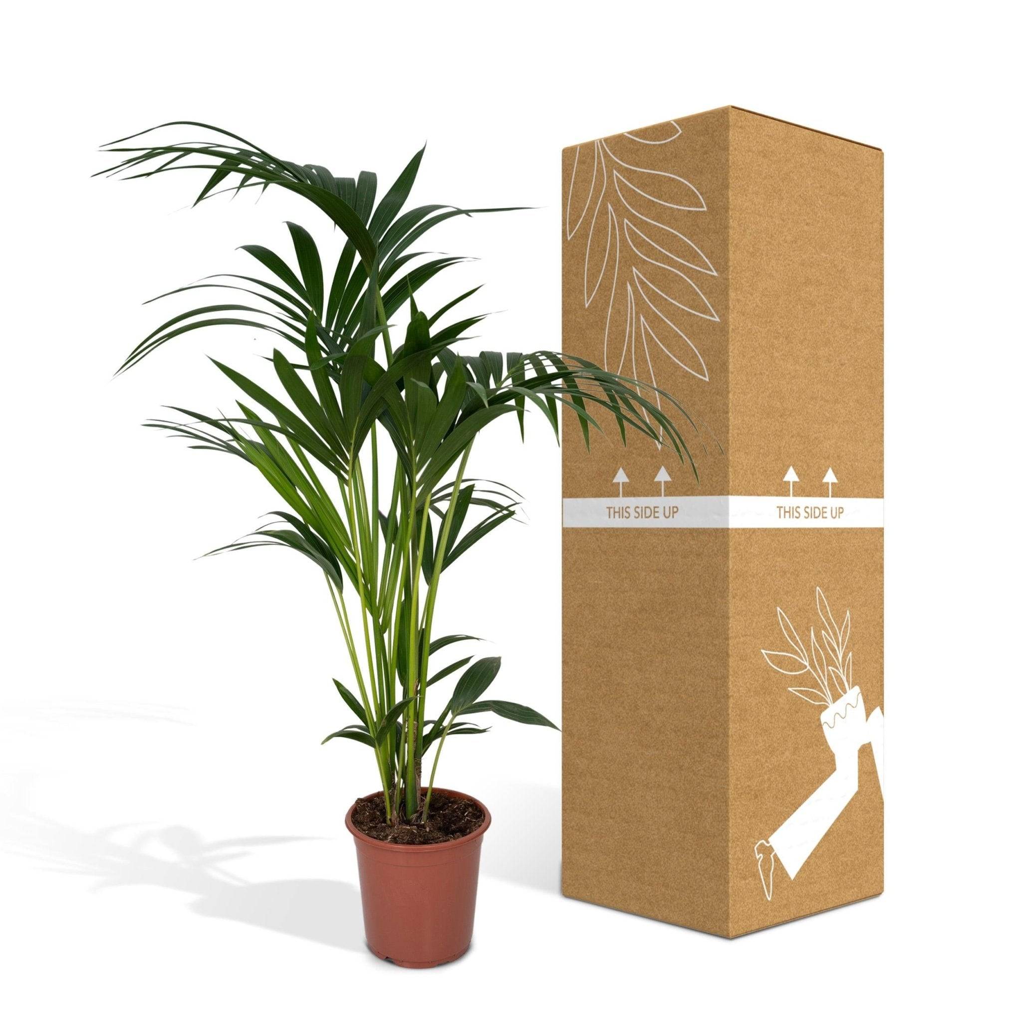 Palmier Kentia XL  h120cm 120cm - Plante d'intérieur- La Green Touch - Image 5
