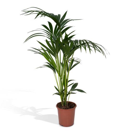 Palmier Kentia XL h120cm 120cm - Plante d'intérieur- La Green Touch - Image 2