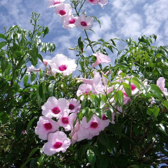 Pandorea jasminoïdes Rosea - Bignone faux jasmin Pot de 2L/3L