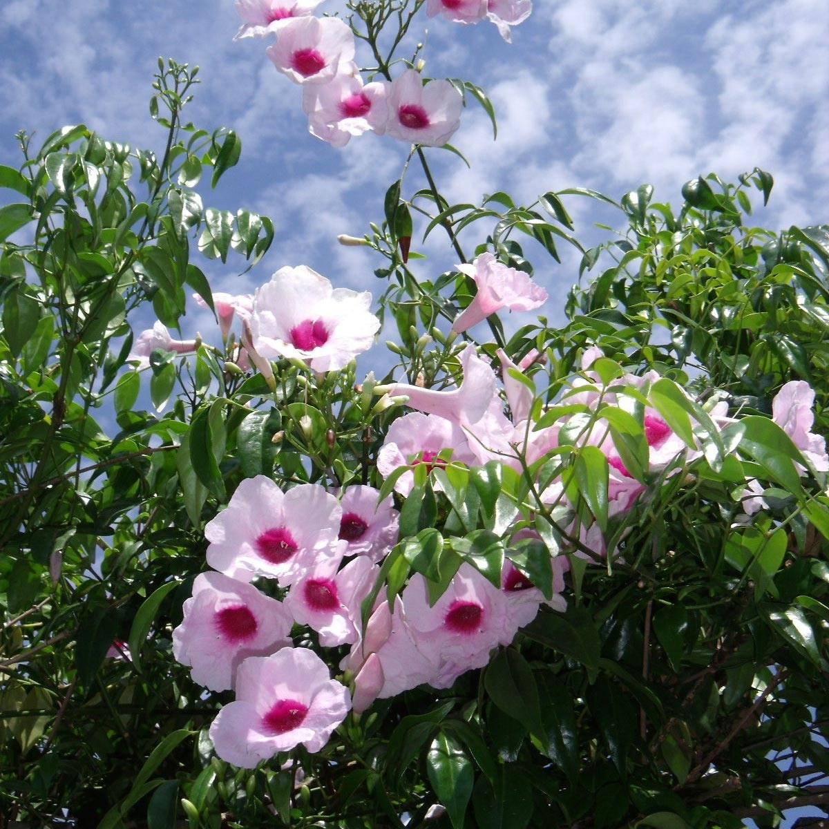 Pandorea jasminoïdes Rosea - Bignone faux jasmin Pot de 2L/3L