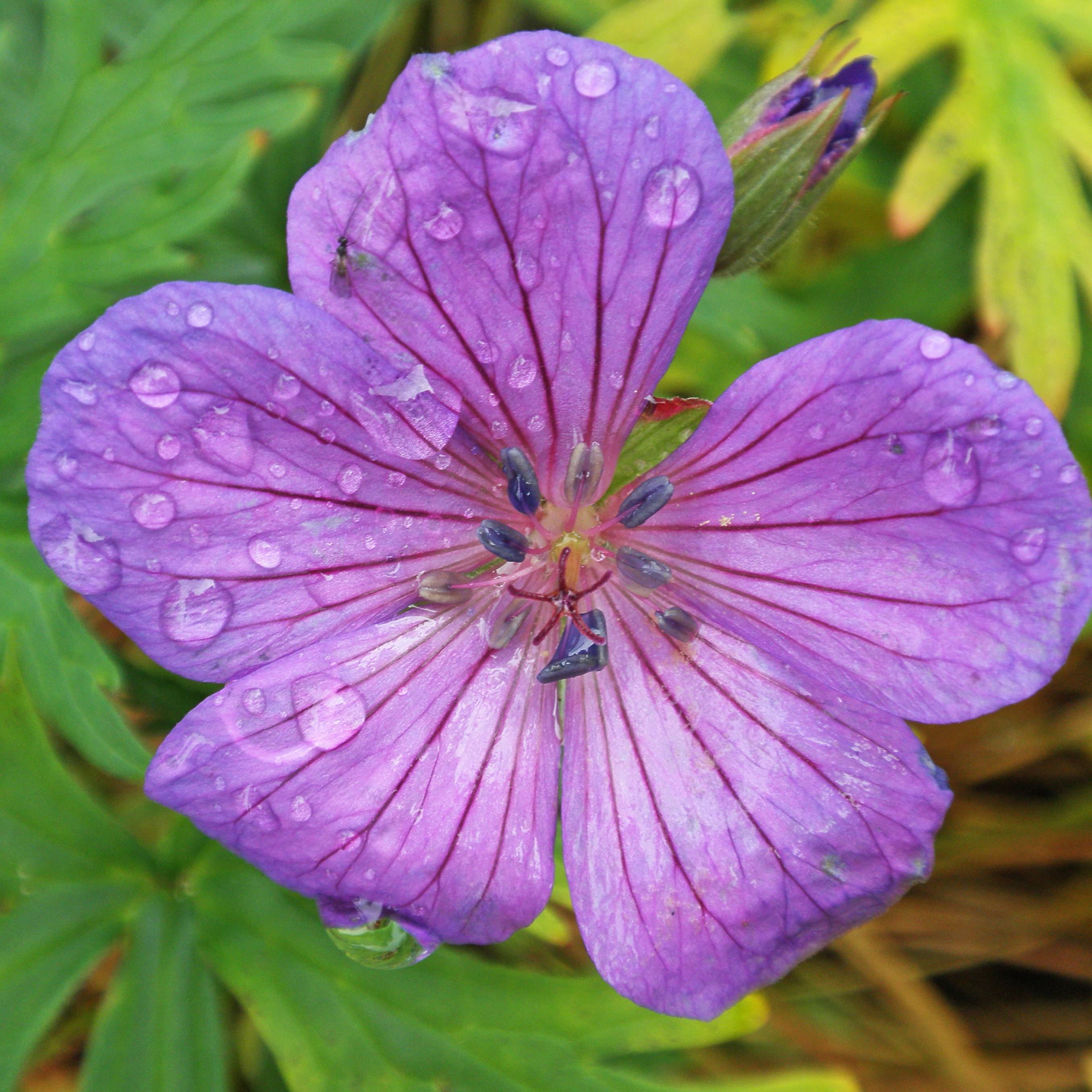 Géranium vivace clarkei Kashmir Purple Pot de 2L/3L