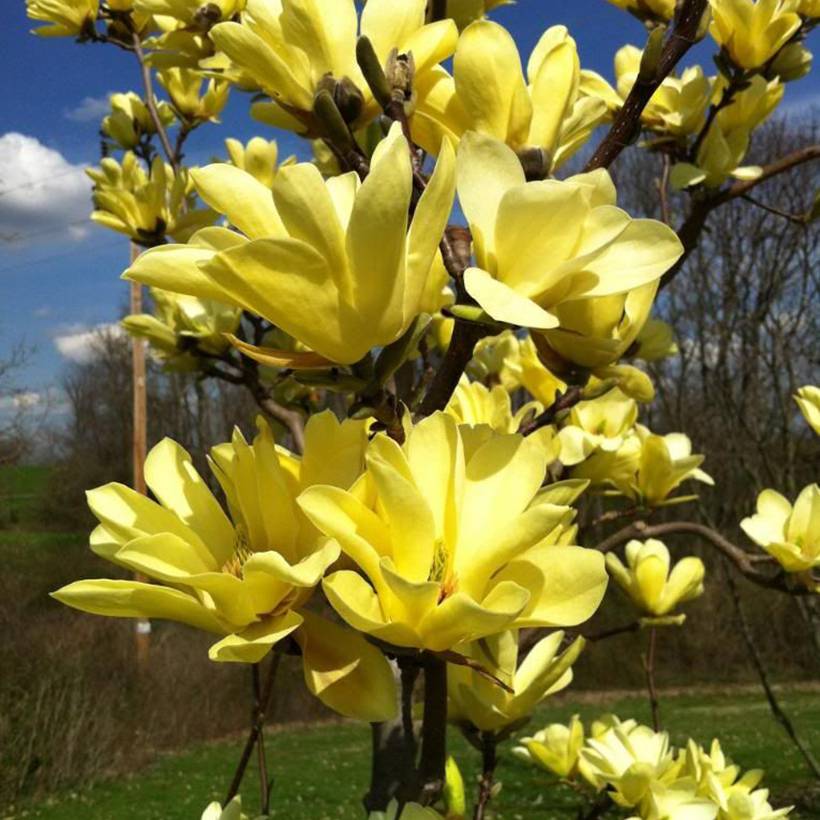 Magnolia Sunspire Pot de 6L/7L - Image 1