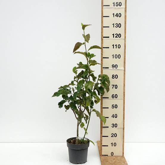 Magnolia Sunspire Pot de 6L/7L - Image 2