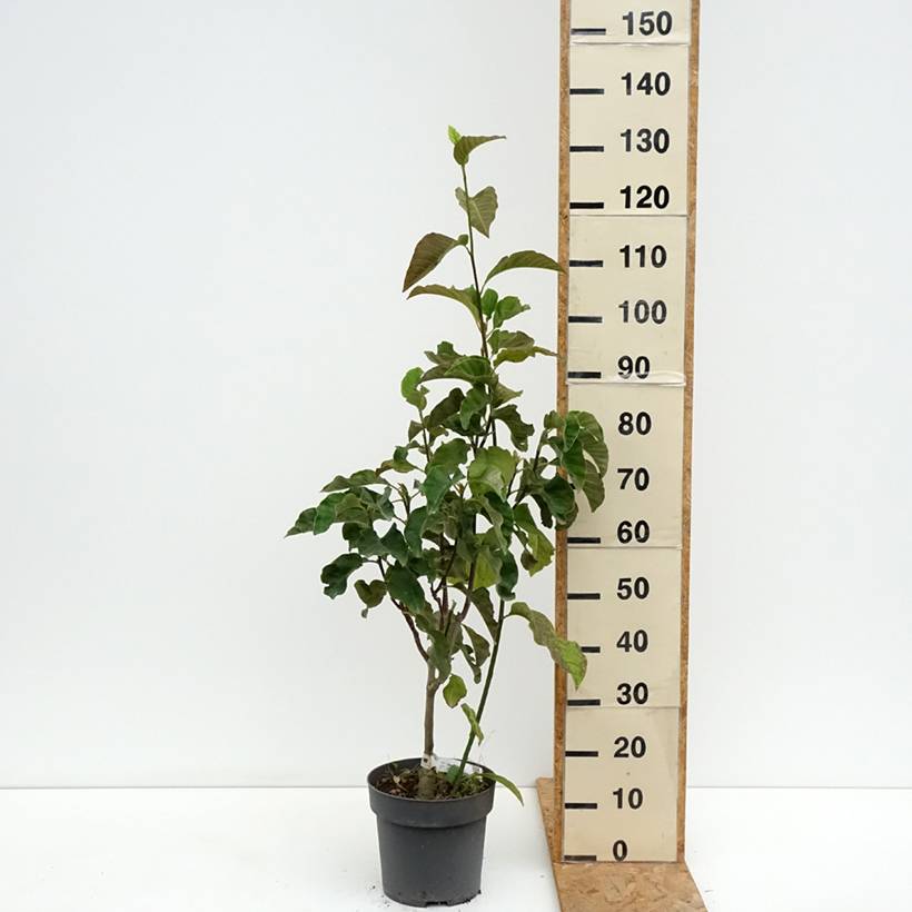 Magnolia Sunspire Pot de 6L/7L - Image 2