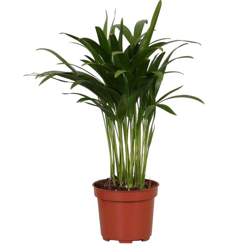 Palmier Areca 'Dypsis' 35cm - Plante d'intérieur- La Green Touch - Image 2