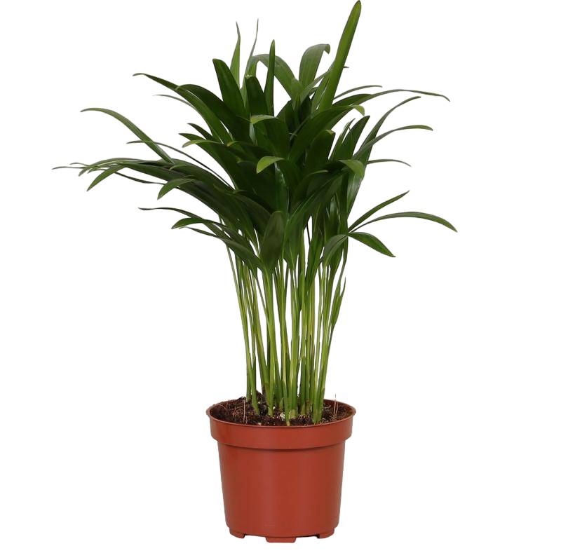 Palmier Areca 'Dypsis' 35cm - Plante d'intérieur- La Green Touch - Image 1