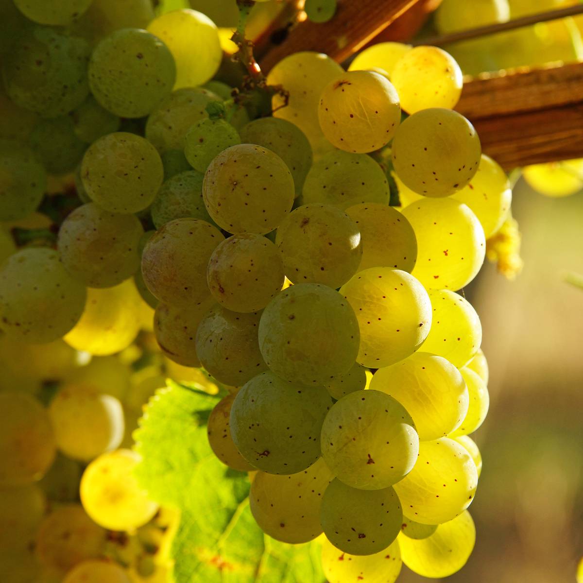 Promesse de Fleurs - Vigne Exalta Pot de 2L/3L