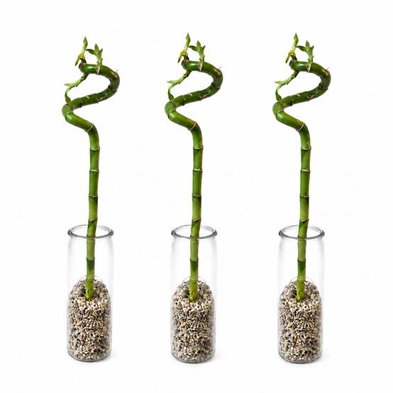 Lucky Bamboo 3x Dracaena sanderiana - Plante, Verre et Pierres - 40-45cm - Image 1