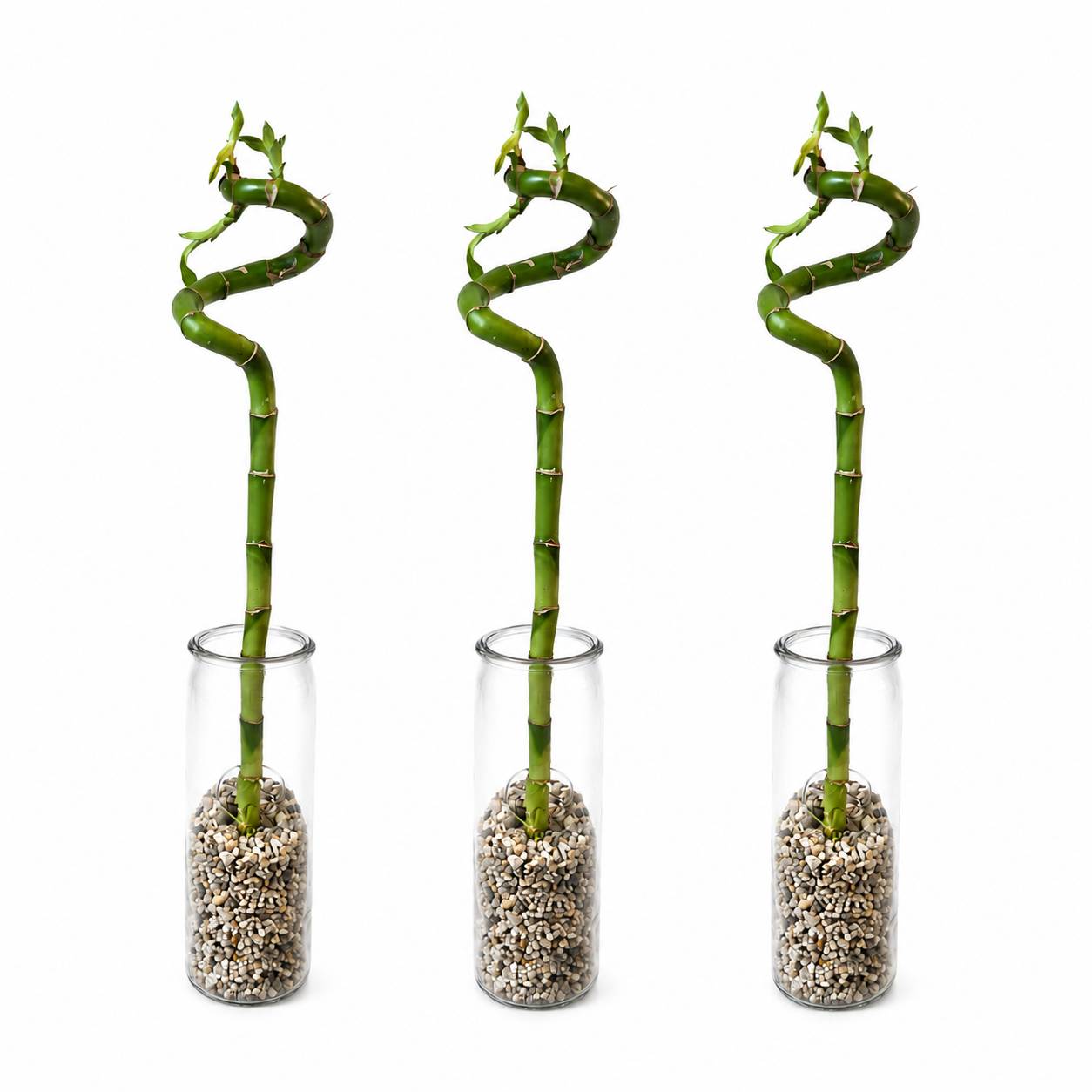 Lucky Bamboo 3x Dracaena sanderiana - Plante, Verre et Pierres - 40-45cm