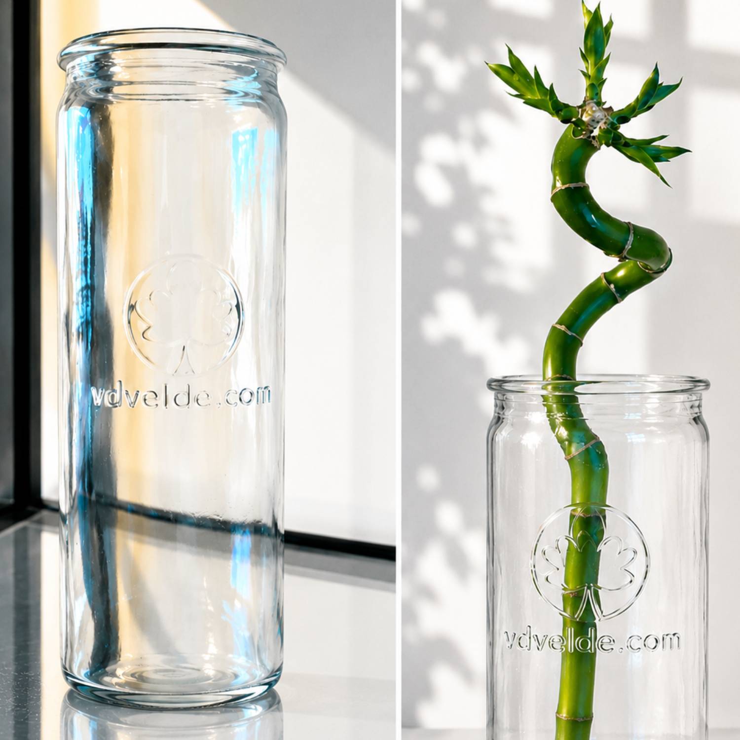 Lucky Bamboo 3x Dracaena sanderiana - Plante, Verre et Pierres - 40-45cm - Image 4