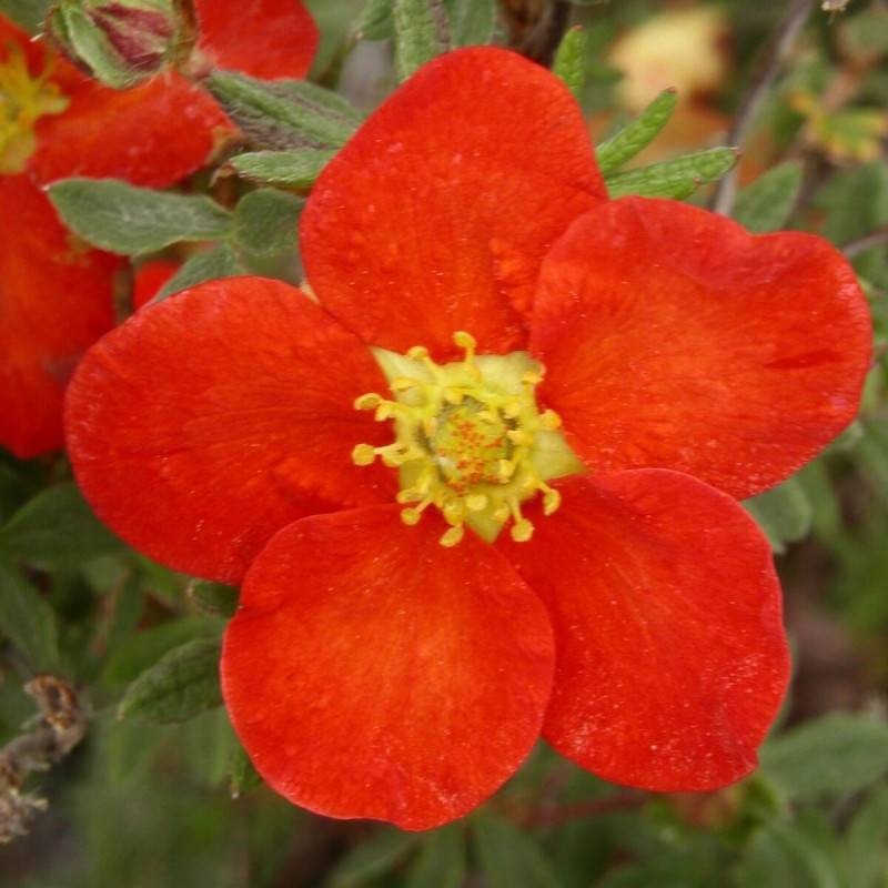 Potentille arbustive Marian Red Robin® 'Marrob', Potentilla à fleurs Rouge - feuillage Caduc - Godet - 5/20 cm-  hauteur à maturité De 1,00 m à 1,50 m - Image 2