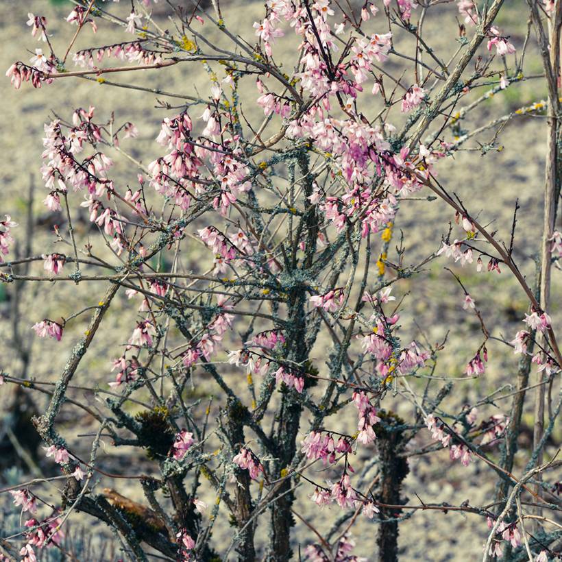 Abeliophyllum distichum Roseum - Forsythia rose de Corée Pot de 2L/3L - Image 1