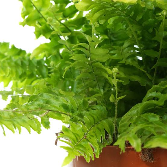 Gardenersdream - Fougère De Boston | Plante D'Intérieur Attrayante | De 25 À 35 Cm Avec Pot À Vendre - GardenersDream - Image 3