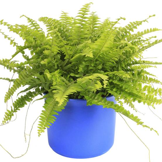 Gardenersdream - Fougère De Boston | Plante D'Intérieur Attrayante | De 25 À 35 Cm Avec Pot À Vendre - GardenersDream - Image 1