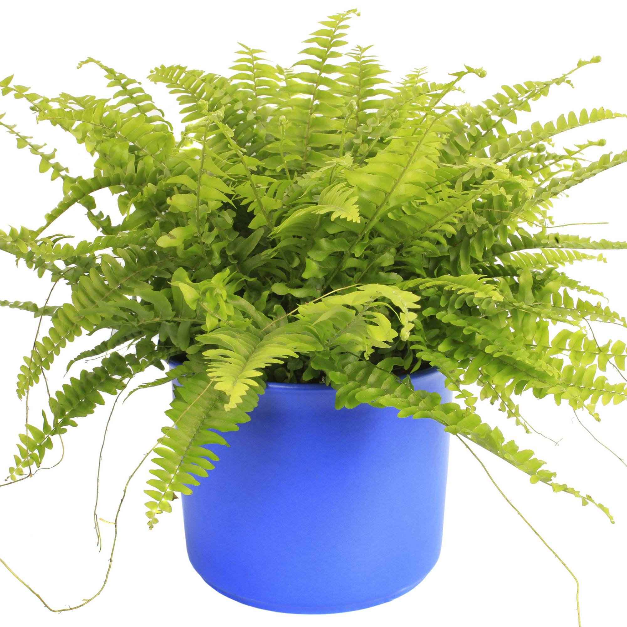 Gardenersdream - Fougère De Boston | Plante D'Intérieur Attrayante | De 25 À 35 Cm Avec Pot À Vendre - GardenersDream - Image 1